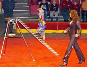 Виктор Котов-Шутливая пародия Виктор Котов-Шутливая пародия