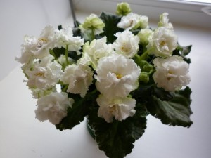 Василий Каменский-Снег в апреле