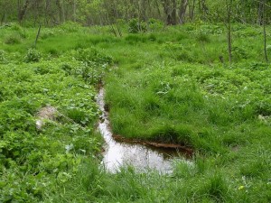 Людмила Кившенко-Родник